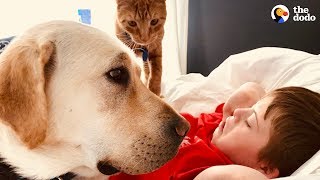 This Dog Loves Making His Favorite Boy Happy  | The Dodo