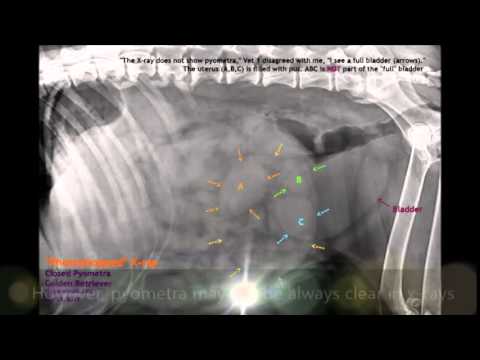 Pyometra in older female dogs