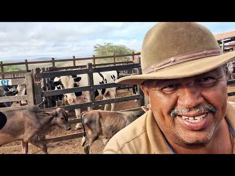 🐂🔥Cattle Fair of Alto Sertão Monte Alegre & Porto da Folha Sergipe January 8, 2026🌟