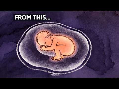 How a Single Cell Becomes a Human