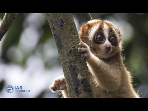 Kukang, Primata Kebanggaan Indonesia