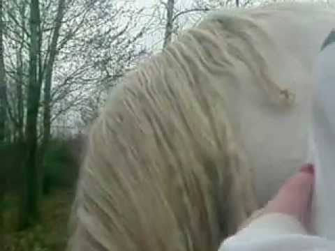 damen & nessa with horses