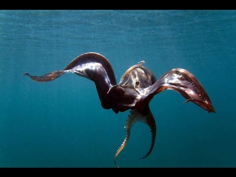 20 Strange Animals You Didn't Know Exist