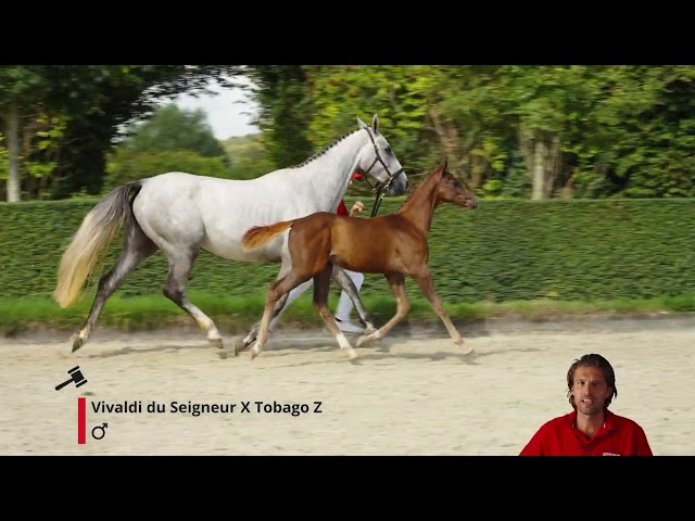 Vigo Z