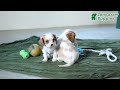 Cavalier King Charles Spaniel dogs for sale: Jubilee - Video 1