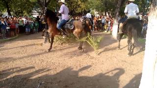 Caballos bailando en bustamante✌