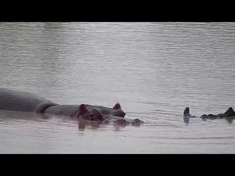 Djuma: Hippo resting head on big log in the water - 08:57 - 02/06/2022