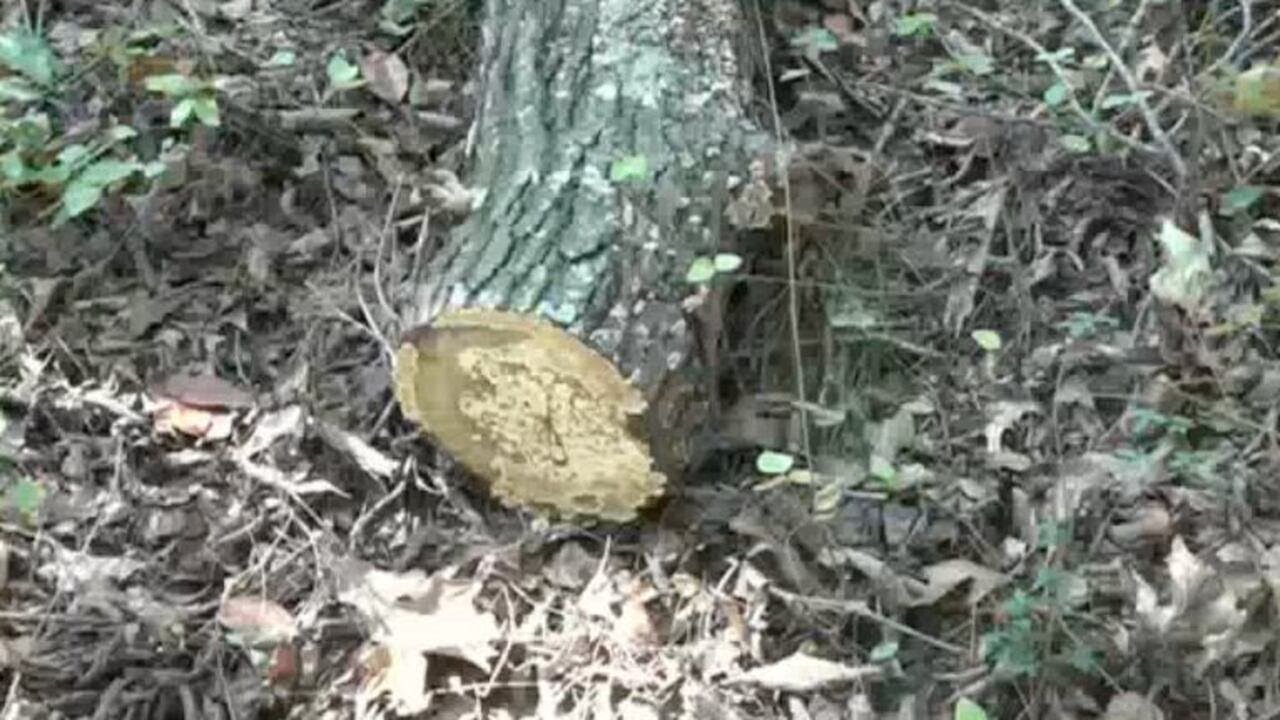 Beware of spooky mushrooms growing in the Ozarks