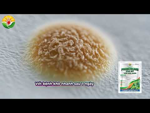THIÊN DƯỢC KHUẨN – Cơ Chế Lưu Dẫn Mạch Dẫn Đột Phá Đặc Trị Vi Khuẩn Bạc Lá | GOAT NTN