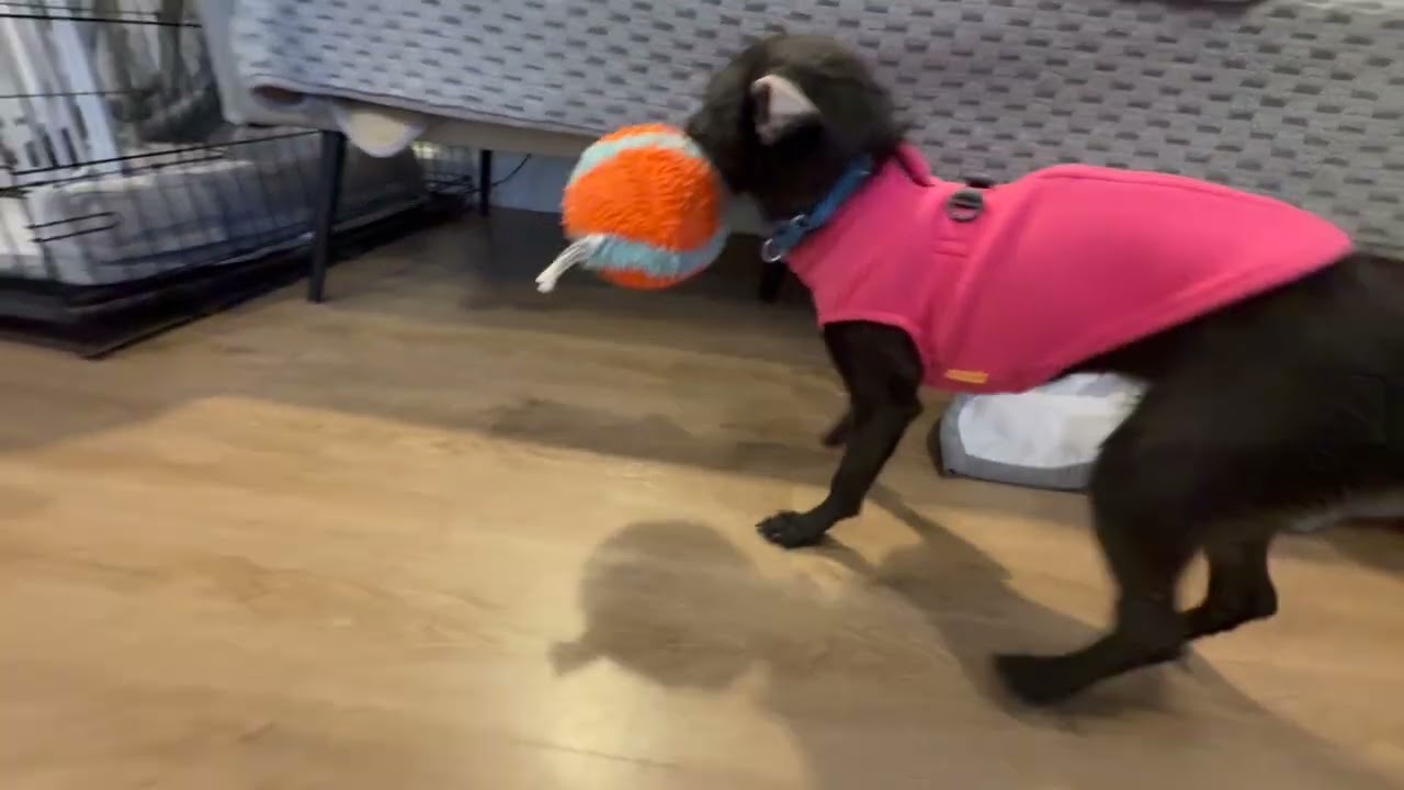 Enlarge Kani, an adopted mixed breed in chevy chase, MD video 2/6