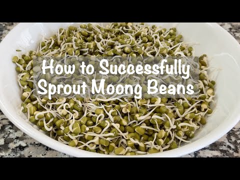How to Sprout Moong Beans | Sprouting Mung Beans | How to Sprout Beans