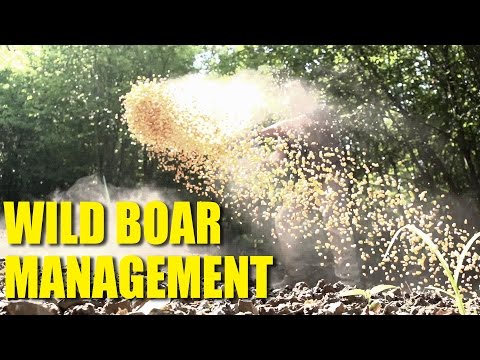 Wild Boar Management Wild Boar Management