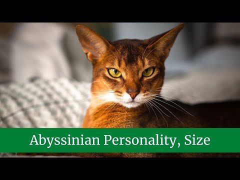 Abyssinian Personality || Abyssinian Size And Weight || Abyssinian Lifespan