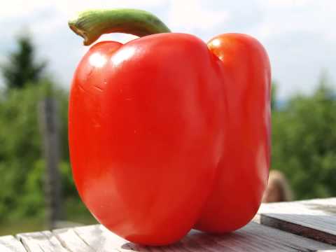 mayawaska no salvation