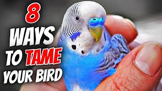 8 Ways to Tame Your Bird