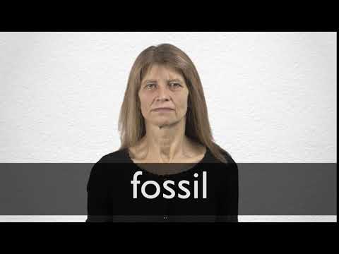 FOSSIL definition and meaning | Collins English Dictionary