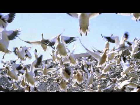 Остров белых птиц ☀ Группа "Квартал"