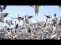 Остров белых птиц Группа "Квартал" 