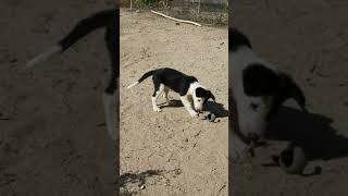 Bearded Collie Puppies Videos