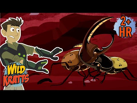Creature Combat | Epic Beetle Battle | Hercules Beetles | Cartoons for Kids | Wild Kratts