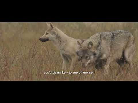 Among the Wolves trailer