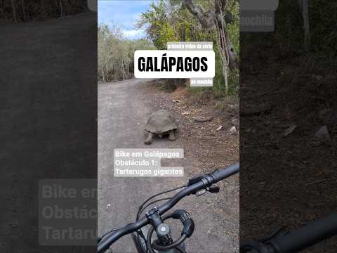 Bike com tartarugas gigantes em Galápagos (Ilha Isabela) 🚵‍♀️🐢 esse lugar é INACREDITÁVEL