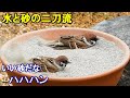 鳥の動画のYouTubeサムネイル