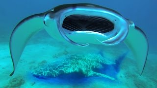 Top 10 Biggest Sea Animals