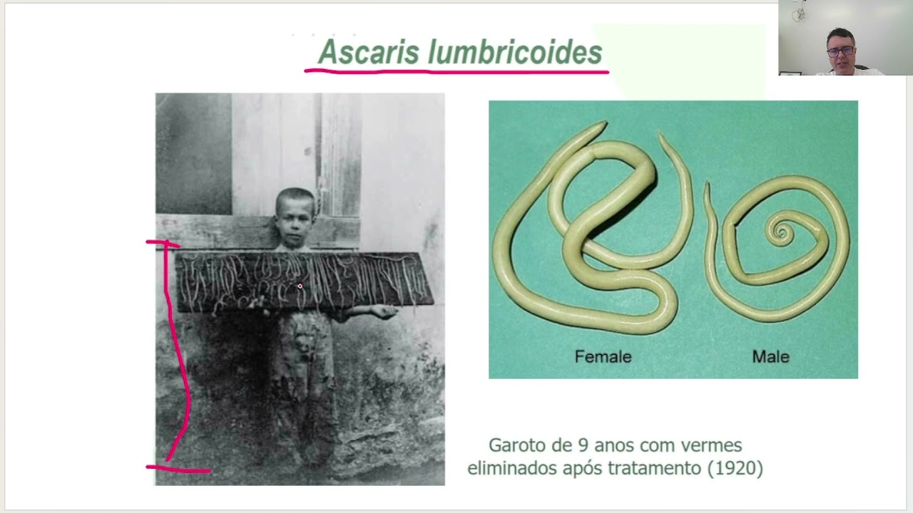 Nematoides - visão geral