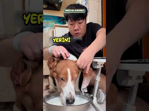 Köpeğim İçin Çözüm Buldum..❗😳