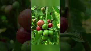 Download lagu Merantau Jauh - Gitar Tunggal (Reminder) mp3