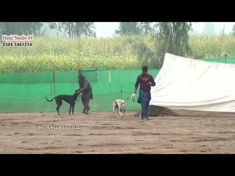 Round 1 Imported & male section(18)Dors  Yar Badsha Dhuryana coursing club Dhori 8 Jan 2026