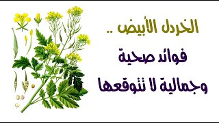 الخردل الأبيض .. فوائد صحية وجمالية لا تتوقعها الخردل الأبيض .. فوائد صحية وجمالية لا تتوقعها