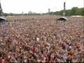 Razorlight - In The City @ Live8 HD
