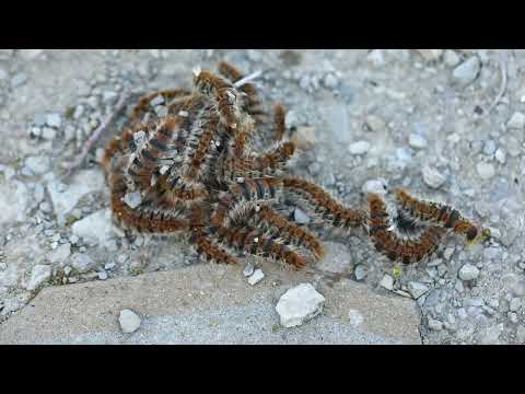 Attenti alla processionaria!