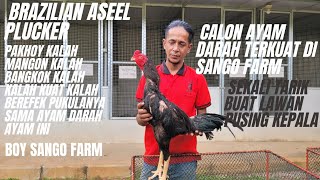 Download lagu AYAM BRAZILIAN ASEEL PLUCKER DALAM DARAH AYAM INI ,ORLANDO mp3