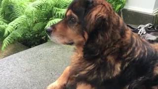 Homeward Bound Music Video
