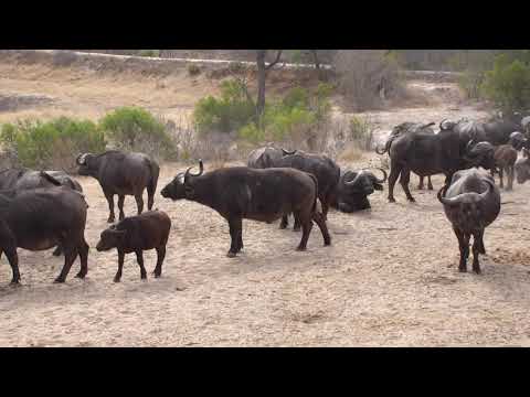 Djuma: Buffalo herd-Pt:2 - 08:09 - 10/03/18