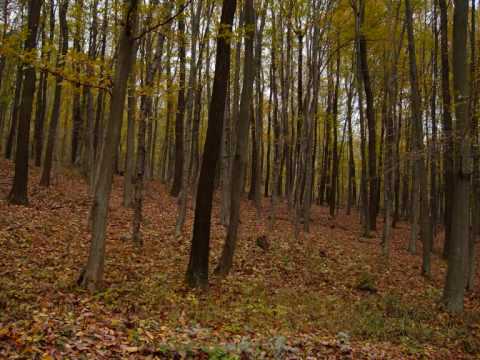 Schubert - Des Baches Wiegenlied