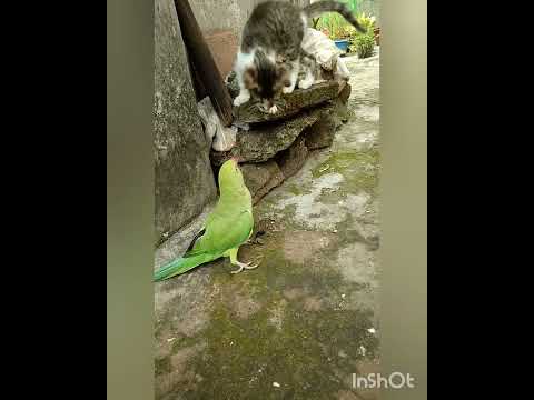 Kitten vs parrot