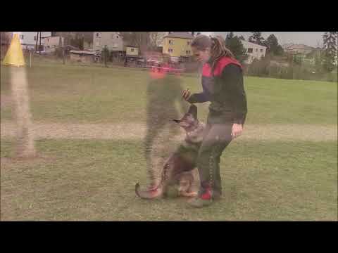 Railey z Jukasu - obedience - 10 months