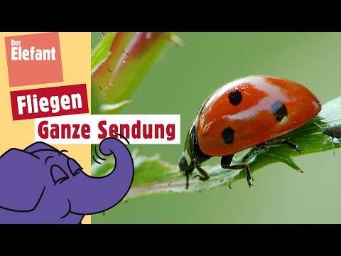 Wie fliegt ein Marienkäfer? | Der Elefant | WDR