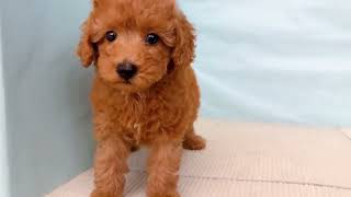 トイプードルの動画01