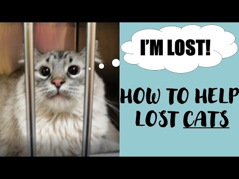 What to do when you find a lost cat - Tips - Examples