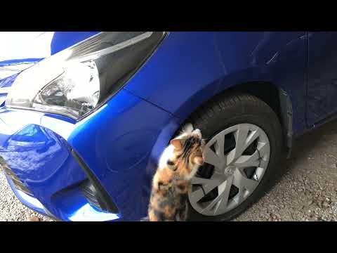 Как сделать шины зимними ?
