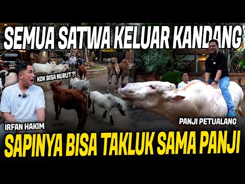 PANJI BERHASIL TAKLUKIN SAPI TERBESAR DI RUMAH A IRFAN HAKIM !!