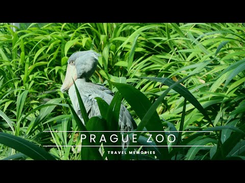 Prague Zoo, Czech Republic, 2022