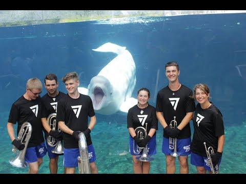 Beluga Whale Is Very Excited By The Band Nerds Who Stopped By His Tank To Play Him A Song