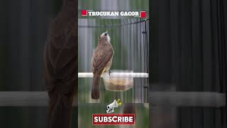 Download lagu Masteran Trucukan Gacor ROPEL PANJANG Ampuh Untuk Pancingan Trucuk Agar Cepat Menaikkan GACOR 119 mp3