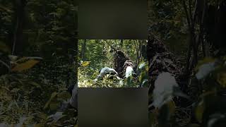 Download lagu The Cannibals movie mp3